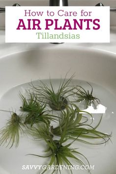 air plants in a sink with the title how to care for air plants tilandias