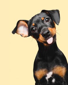 a small black and brown dog sticking its tongue out