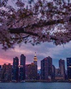 the city skyline is lit up at night with cherry blossoms blooming in full bloom