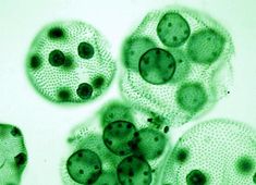 an image of some green algaes under microscope glass with water droplets on it and blue bubbles in the bottom right corner