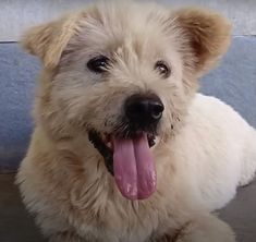 a dog with its tongue hanging out sitting on the ground next to a blue wall