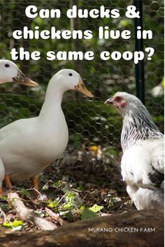 two white ducks standing next to each other on the ground near a chicken wire fence