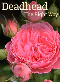 a pink rose with the words deadhead on it's front and bottom corner