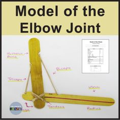 Making a model of the elbow joint is a great way for students to visualize this anatomical structurebones, muscles, cartilage, tendons and ligaments are all represented. Perfect for an anatomy and physiology unit. The materials and supplies are simple, inexpensive, and there is a STEM aspect to the hands-on activity. While the construction requires a bit of skill constructing, it is certainly within the ability of most students.The grading rubric for the model is provided.Terms of UseCopyright Skeletal System Activities, Joints Anatomy, Human Body Activities, Easy Stem, Stem School, Science Models, Science Classroom Decorations, Nutrition Activities, Inspirational Quotes For Students