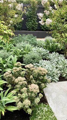 a garden filled with lots of different types of plants