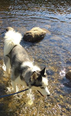 a dog is standing in the water with his leash on it's back legs