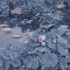 a pond filled with lots of water lilies