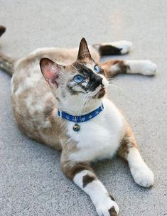 a cat with blue eyes laying on the ground