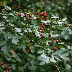 berries are growing on the branch of a tree