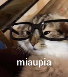 a cat wearing glasses with the word maupia in front of it