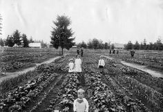 an old black and white photo of some people in a field with many plants on the ground