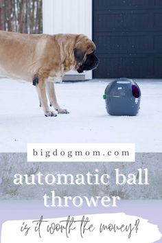 a brown dog standing on top of snow covered ground next to a blue trash can