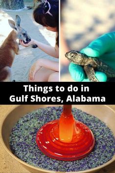 there are pictures of things to do in gulf shores, albeama and other places