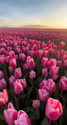 a field full of pink tulips at sunset