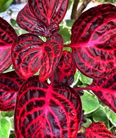 10 Spectacular Red Foliage Tropical Plants for Your Garden - Dengarden Red Tropical Plants, Red And Green Plants, Shade Tropical Plants, Dark Foliage Plants, Red House Plants, Tropical Shade Garden, Foliage Plants Outdoors, Tropical Foliage Plants