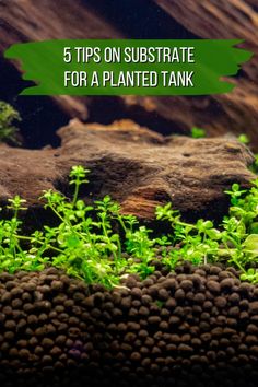 an aquarium with plants growing out of it and the words 5 tips on substance for a planted tank