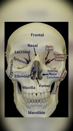 Skull Xray Anatomy, Skull Labeled, Skeletal System Anatomy, Muzică Rock, Anatomy Bones, Dental Hygiene School, Medical School Life