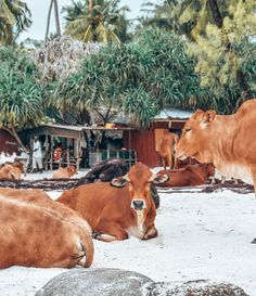 several cows laying down in the sand near some palm trees and buildings with people standing around them