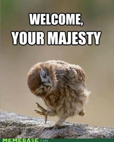 an owl standing on its hind legs with the caption welcome, your majety