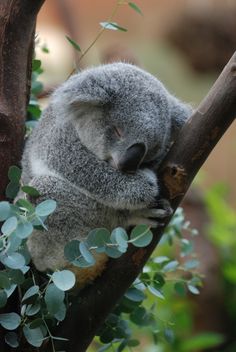 a koala is sleeping on a tree branch