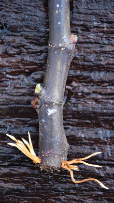 a branch that has been bent over in the water, with some leaves on it