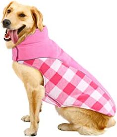 a brown dog wearing a pink and white checkered coat with its tongue out,