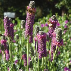 some purple flowers are blooming in the field with a bee on it's head