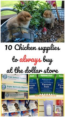 chicken supplies to always buy at the dollar store