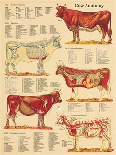 an image of cows and their skeletal systems