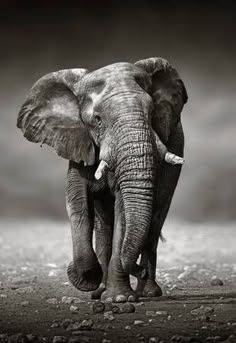 an elephant walking across a dirt field with dark clouds in the sky behind it and rocks on the ground