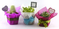 three small vases with plants in them on a white surface, one has a heart shaped tag