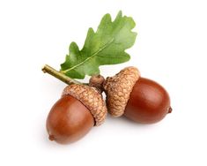 two acorns with leaves on a white background