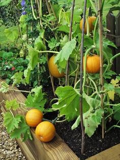 pumpkins growing on the vine in a garden