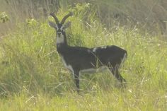 an antelope is standing in the tall grass