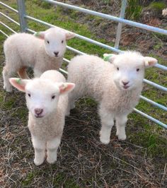 three baby lambs standing next to each other in a fenced area with grass