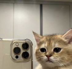 an orange and white cat sitting next to a cell phone with its front facing the camera