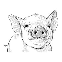 a black and white drawing of a pig's face