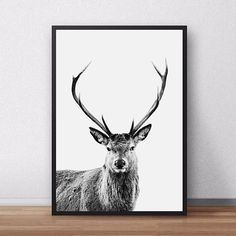 a black and white photo of a deer with antlers on it's head