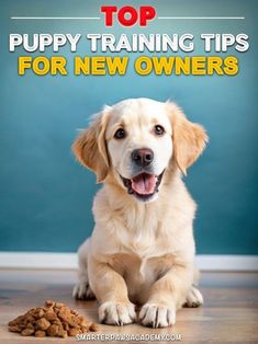 a dog is sitting on the floor with his paws up and looking at something in front of him that says top puppy training tips for new owners