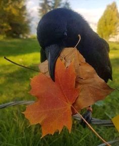 a black bird sitting on top of a leaf in the middle of a grass field