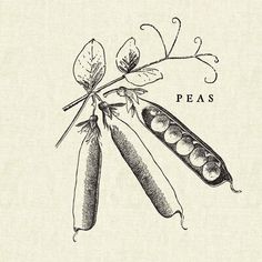 an illustration of pea pods on a branch with leaves and seed pods attached to it