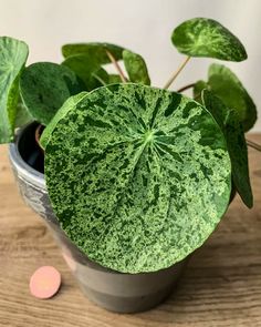 a potted plant sitting on top of a wooden table