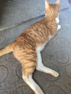 an orange and white cat laying on the ground looking at something off in the distance