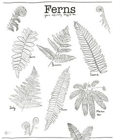 ferns and other plants are shown in this black and white drawing, with the words ferns