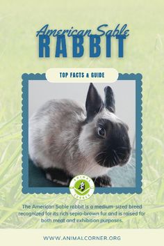 the cover of an animal guide for rabbits and rabbits, featuring a photo of a rabbit