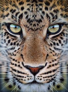 a close up of a tiger's face with blue eyes and brown spots on it