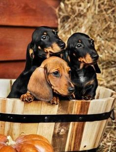 three dachshund puppies sitting in a wooden basket next to pumpkins