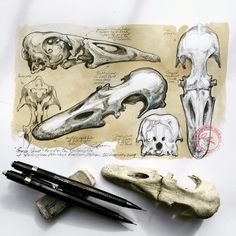 some drawings and pencils sitting on top of a table next to an animal skull