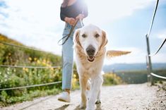 a dog walking down a dirt road next to a person with a leash on it