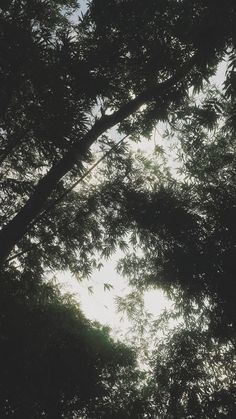 looking up at the tops of trees from below